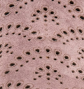 GENTLE SOULS - Aronson Perforated Suede Oxford